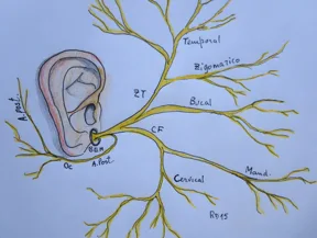 Fig2