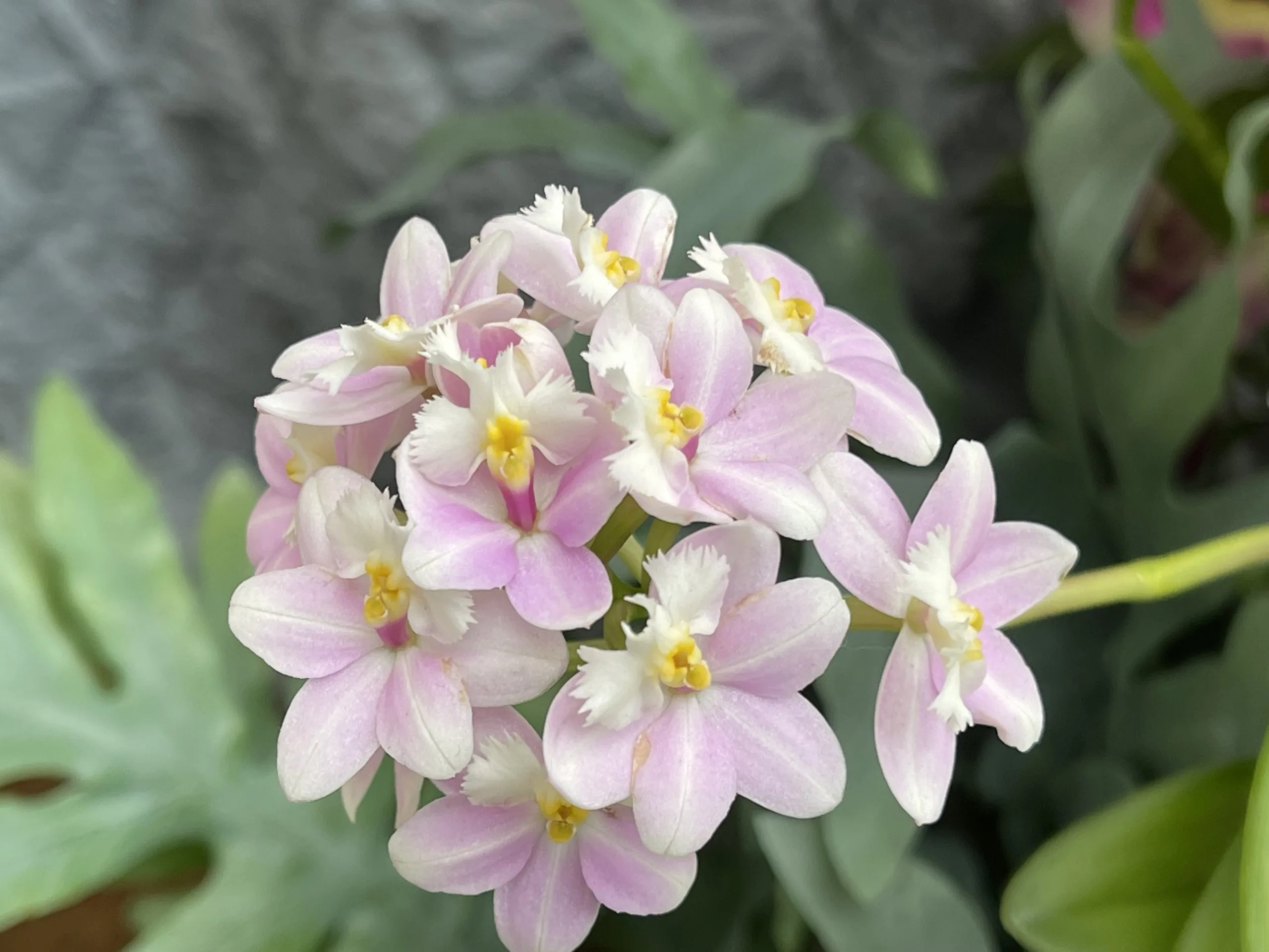 Flor2 1