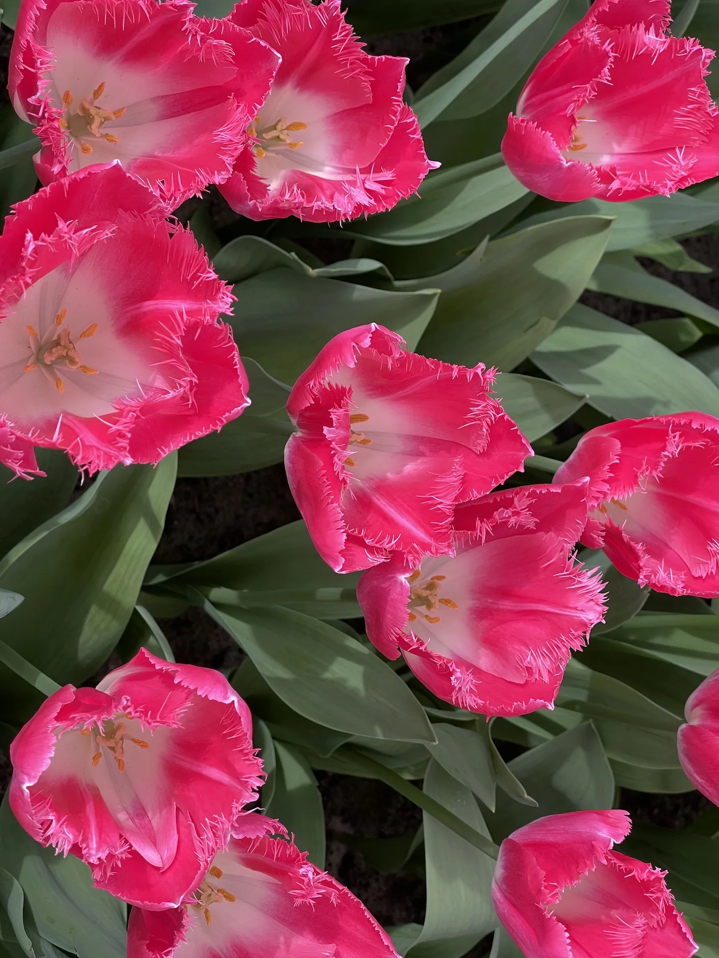 Flor4