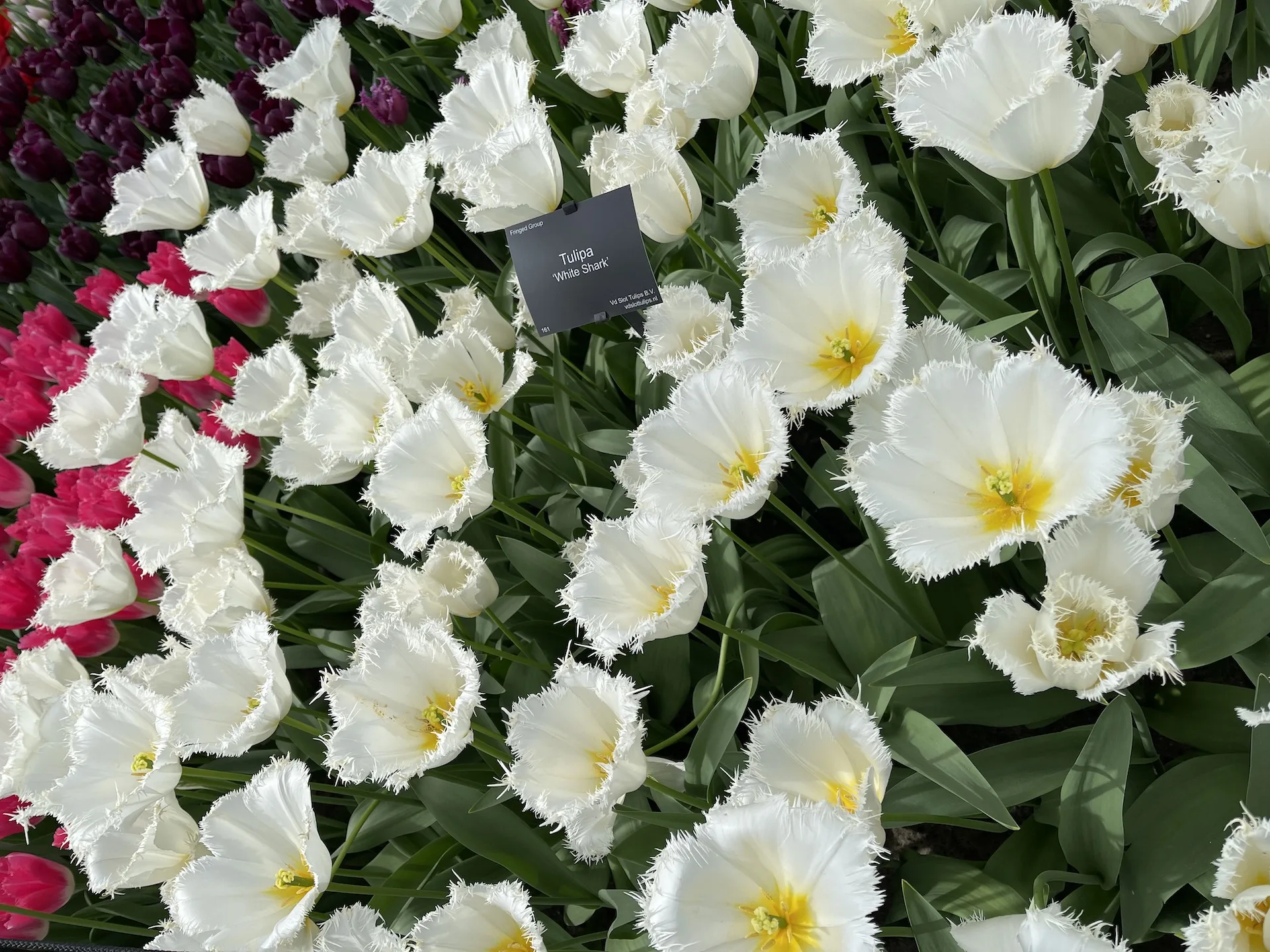 Flor5