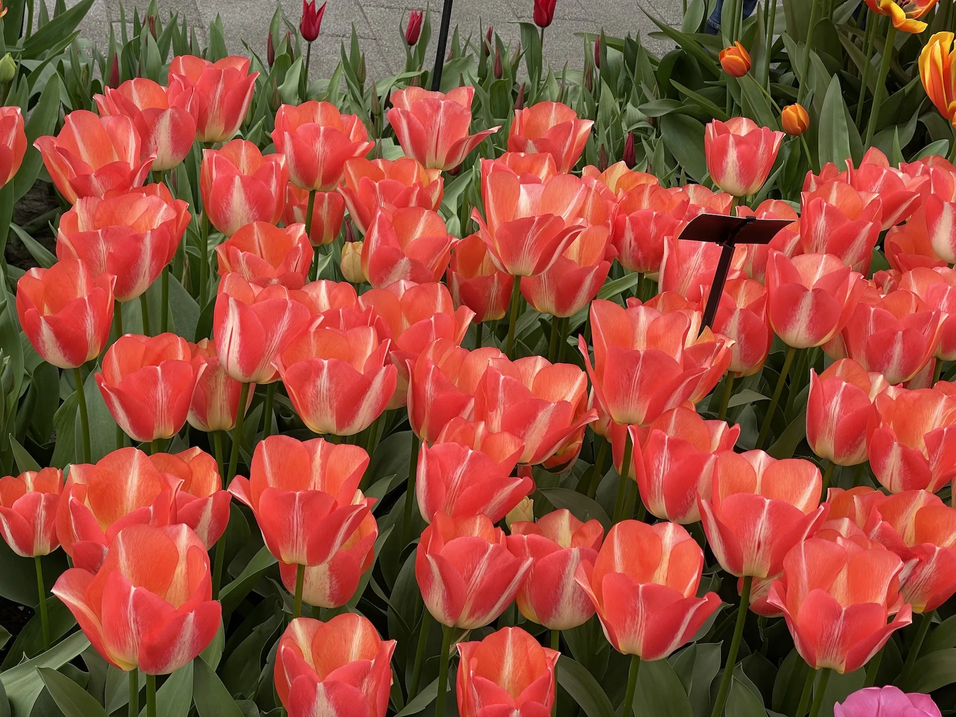 Flor7