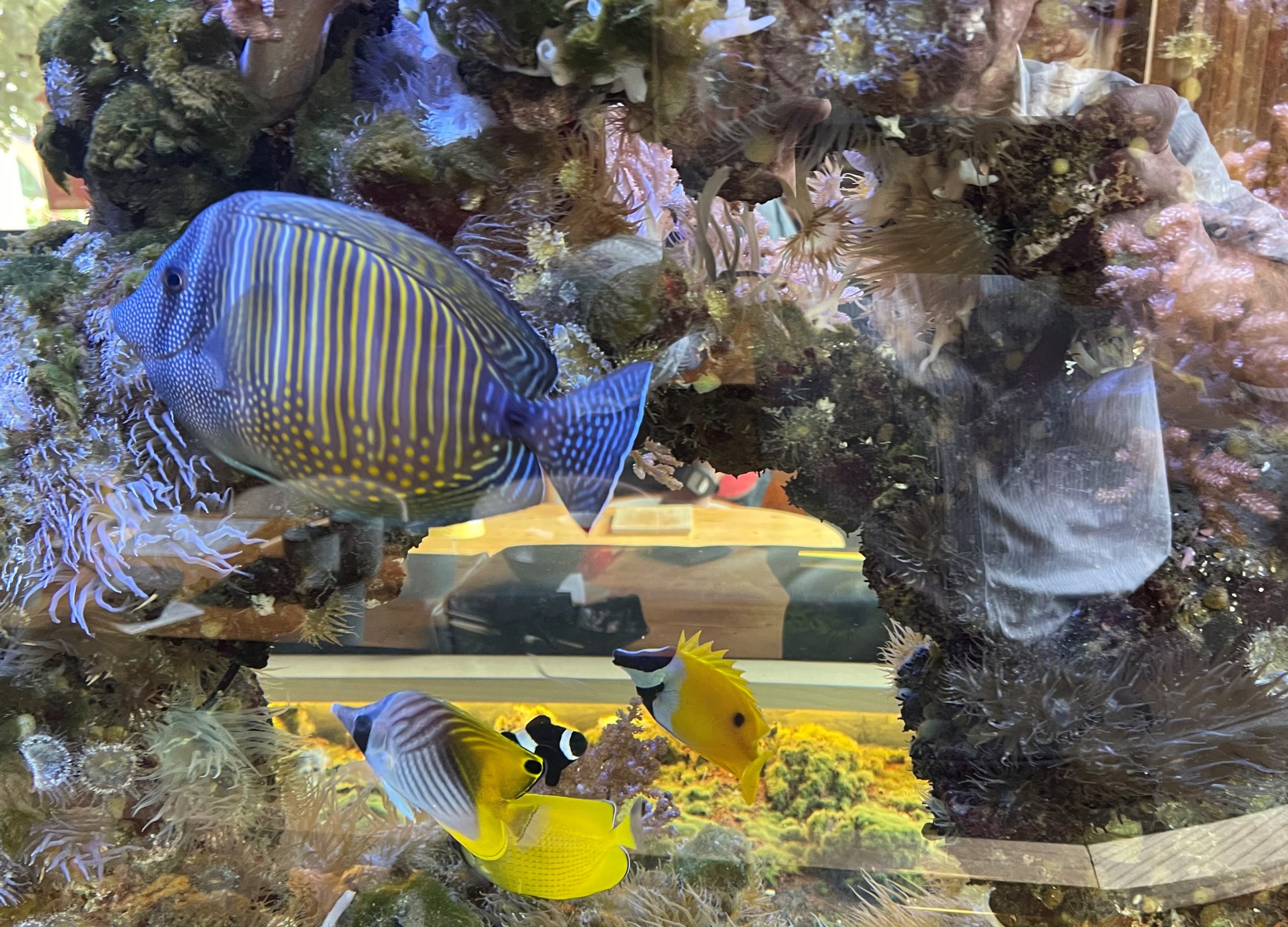 Dia Mundial da Visão