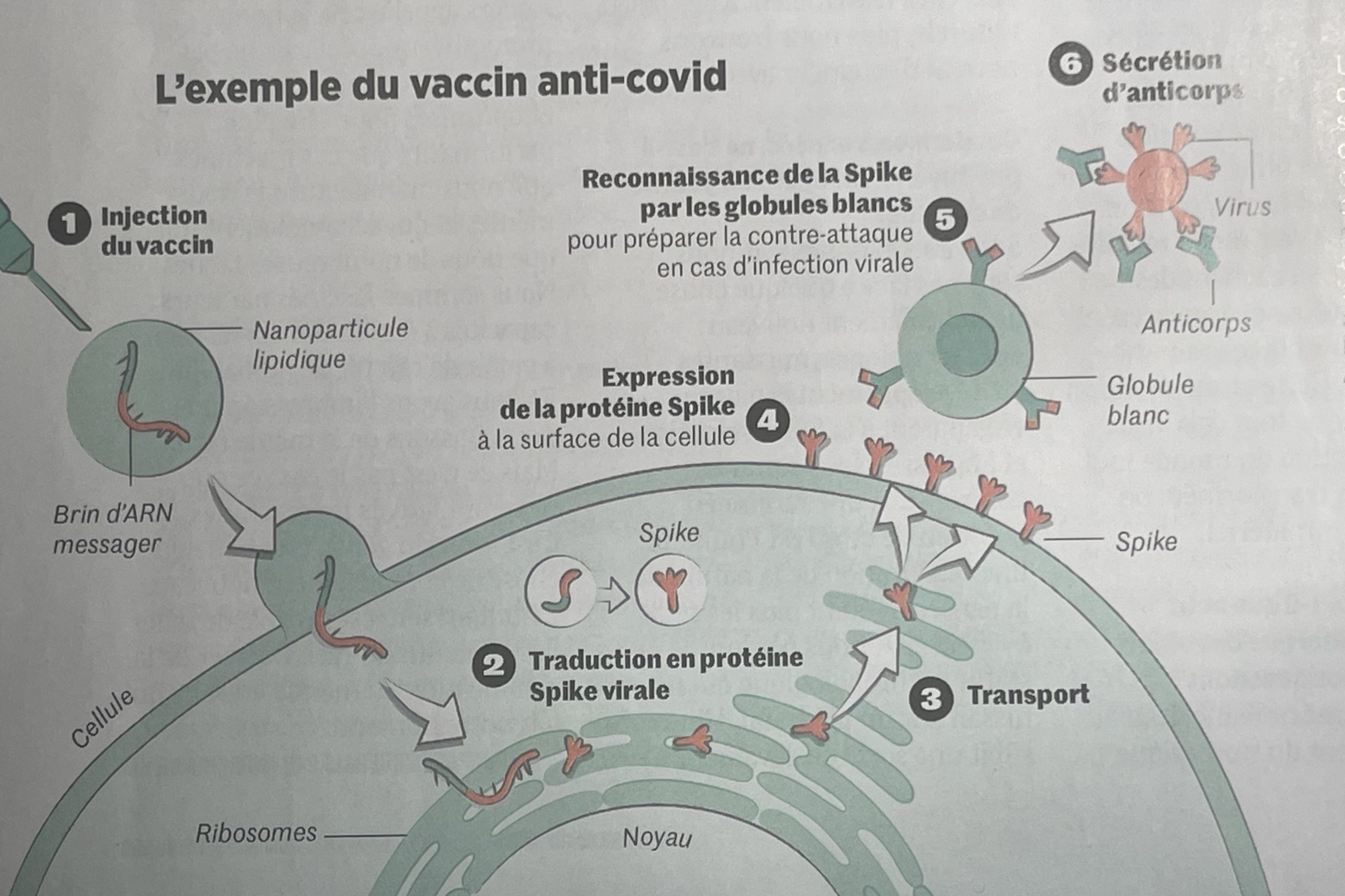 ARN — canivete suíço da medicina