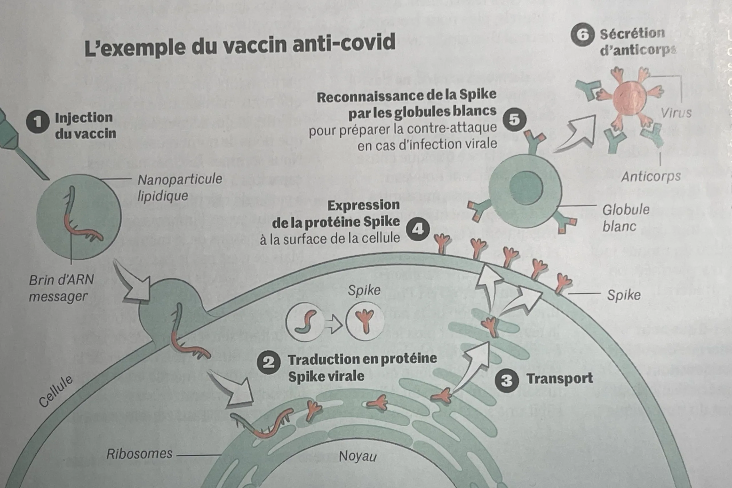 ARN — canivete suíço da medicina