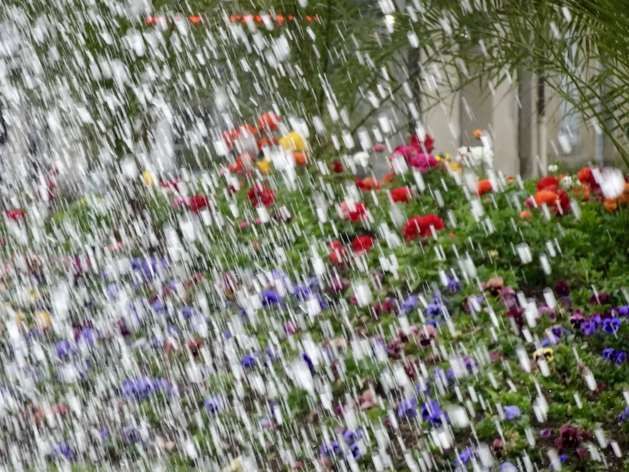 Flor na chuva — dia mundial da visão