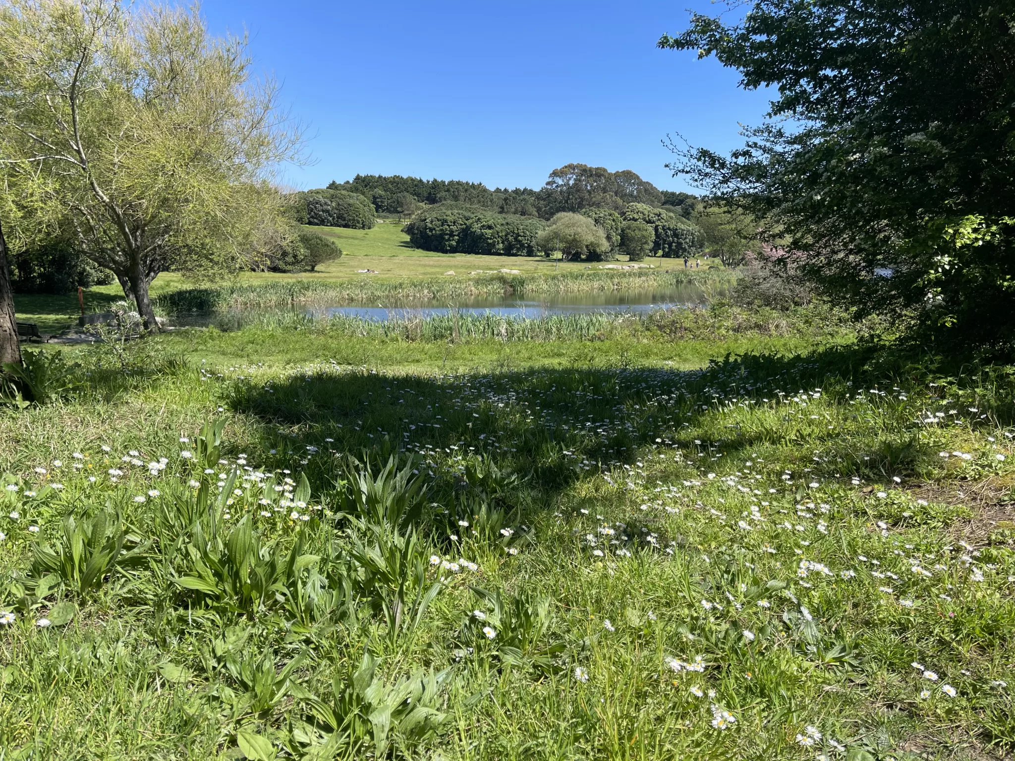 Conjuntivite Alérgica