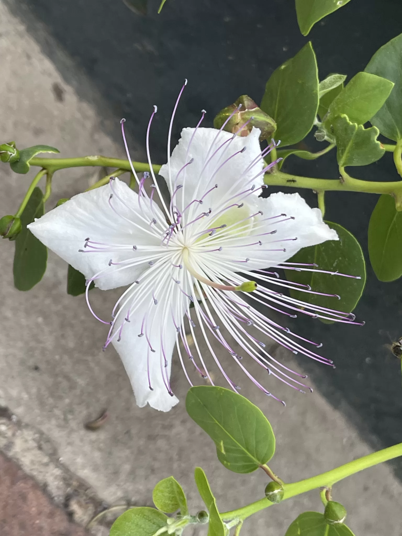 Fig. 3 Flor da Alcaparra